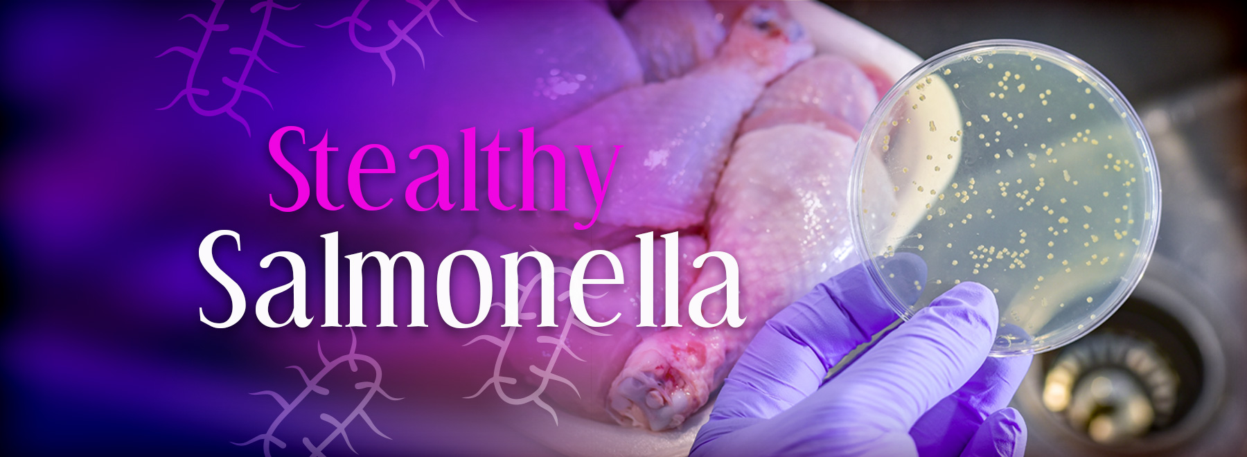 Salmonella photo illustration of raw chicken and a scientist hand holding a petri dish with salmonella